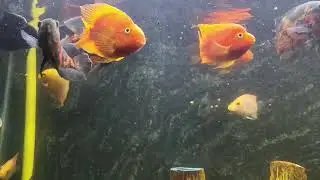 Feeding My Aquarium Fish | Daily Routine | Fish Eating Video