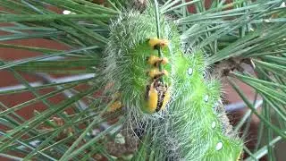Imperial Moth Caterpillars Eating Pine Needles