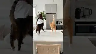 Mic&rsquo;d up cats: breakfast edition