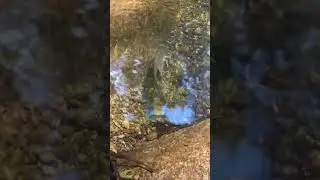 10 Trout, 10 minutes #blueridgemountains #explorevirginia #nature #georgewashingtonnationalforest