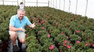 Autumn Sundance with Garden Plants with @JimPutnam