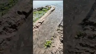 Wow! Amazing Polo Fishing Videos ! Best Big Fish Catching ! Primitive Technique fishing #fish #india