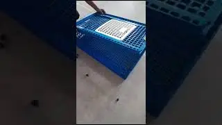 Poultry Transport Box in INDIA Call  👉7977544262