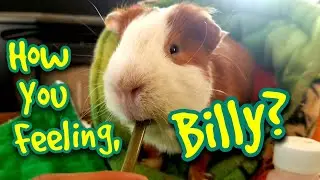 Billy, How You Feeling? Guinea Pig Tooth Issues
