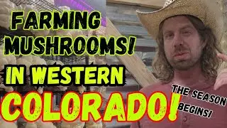 🍄Farming Mushrooms in Western Colorado!💥The Season Begins!🚨#Mushroom #farmer #farming #mushrooms