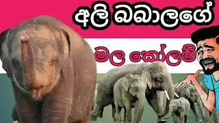 Shall we go to Yala Park to see elephants in Sri Lanka? #trending #viral #asiancountry
