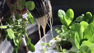 Now is the Time to Start Indoor Hydroponics &ndash; Epi-2990