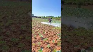 Farmer spraying pesticide on a field of young cabbage using a backpack sprayer
