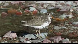 Spotted Sandpiper Bird Sound Video Peaceful Relaxing Nature