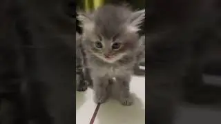 Cute kitten 🐾❤️#shorts #viral #subscribe #cococat