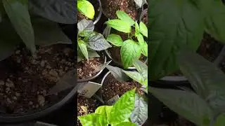 Listen to yo plants! 🌱🗣️🦻