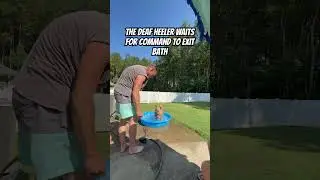 Sam our amazing deaf red heeler follows commands during bath #deafdog #shorts
