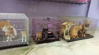 2018-19 Kitties before Mama's 2nd stroke