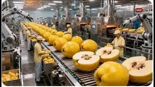 Inside a Modern Quince Processing Factory From Fresh Quince to Golden Fruit Jelly Full Process