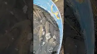 soli fish 🐠#like #shortvideo #fishing #livestream
