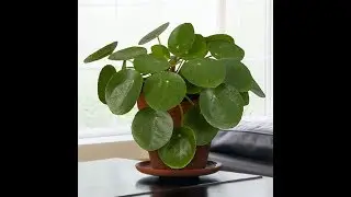 Выращивание китайского денежного дерева (Pilea peperomioides)