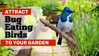 Attract Bug Eating Birds to Your Garden