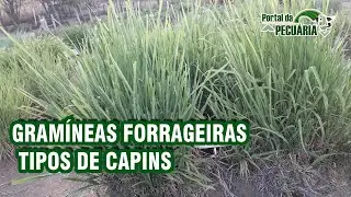 Gramíneas forrageiras - tipos de capins