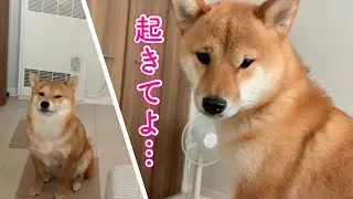 朝ごはんが待ちきれなくてパパを何とか起こそうとする柴犬が可愛い