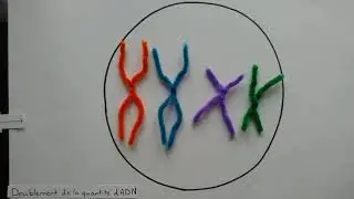 stop motion mitose 3