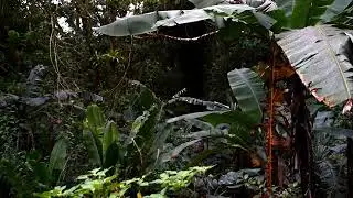 Tropical Forest