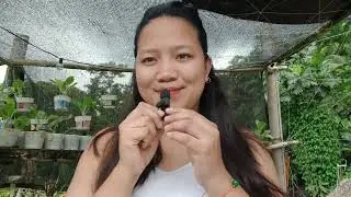 Recycle Bamboo for Gardening | Easy DIY Bamboo Garden Ideas