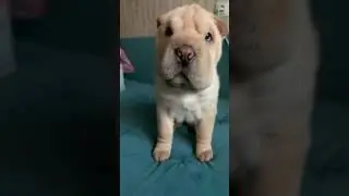 Sharpei puppy playing