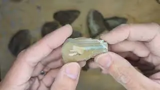 Discovering How Beautiful Owyhee Picture Jasper Is
