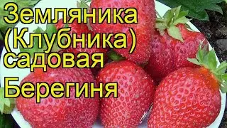 Земляника садовая Берегиня. Краткий обзор, описание характеристик fragaria ananassa