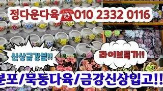 정다운다육☎️010 2332 0116 💗신상다육화분/분포다육/화분/국민다육/중고분#다육쇼핑#초보다육