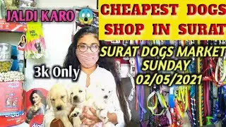 Cheapest Dogs Shop In Surat 02/05/2021 || One Stop Pet Shop With Dogs Price  || #SuratDogsmarket