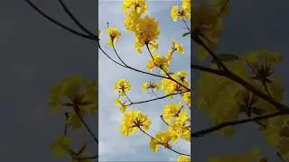 Reiki energy for ADD & ADHD executive dysfunction issues