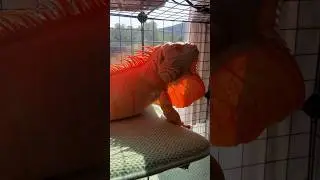 He&rsquo;s just magical 🧡 #reptile #iguana #lizard #orange #petsofig #pet #animalfriend