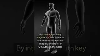 Stinging Nettle Root and Joint Pain: Natural Pain Relief Mechanism
