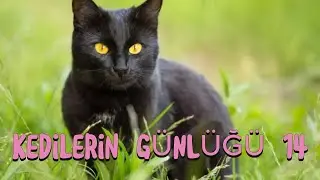 KEDİLERİN G&Uuml;NL&Uuml;Ğ&Uuml; 14 #yavruhayvanlar #cat #kedi #sevimli kedi #kedi videoları #komikkedivideoları