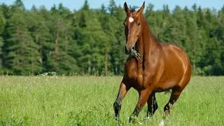 Horse 🐎 status Video | HORSE AN
