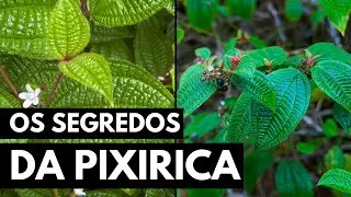PIXIRICA: UMA PLANTA COM MIL BENEF&Iacute;CIOS!