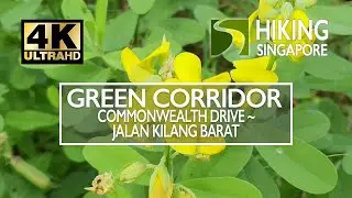 [4K] Green Corridor (Commonwealth Drive - Jalan Bukit Merah) - Hiking Singapore