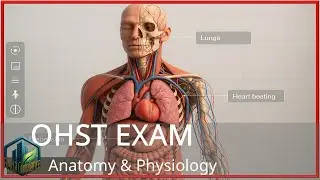 OHST Exam Study: Anatomy & Physiology Flashcards | Quick Review