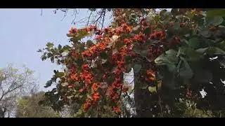 When do Palas flowers bloom?
