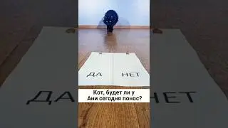 Аня и ее предсказание на сегодня #котики #cat #ваня #аня