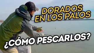 &iquest;C&oacute;mo pescar dorados con mosca en los palos?