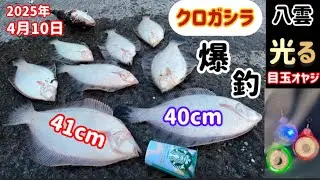 光る【目玉オヤジ】でクロガシラ爆釣！！😆