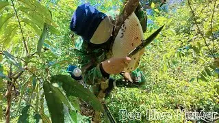 The Process of Hunting, Cutting and Harvesting Wild Honey Bee Nests