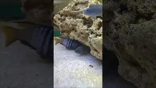Элонгатус мпанга снова нерестятся, а им опять все мешают. #aquariumshow
