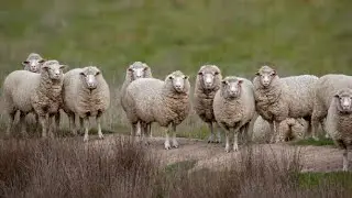 Profitable Sheep Wool Harvesting Guide| Smart Agri Hub
