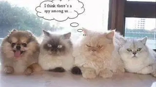 lolcats!!!