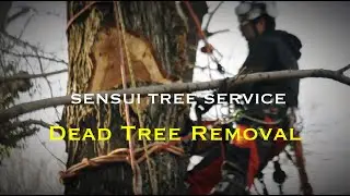 Removal of dead wood / rigging work / goout /  特殊伐採 / ツリークライミング / tree work / outdoor / アウトドア