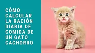 Cómo calcular la ración de comida de un gato cachorro en la dieta BARF