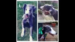In the Doghouse Radio Interview - Susan McKeon talks to Nando Brown about Retired Racing Greyhounds